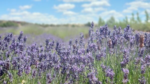 In Case You Missed It: The Red Rock Farms Arizona Lavender Festival